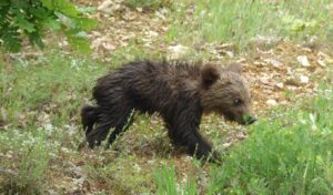Bear shot and killed in Kastoria region of northern Greece