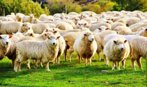 Greece declares emergency: 7 urgent measures to combat sheep pox outbreak