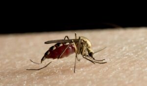 Italy reports 5 deaths from West Nile virus this year