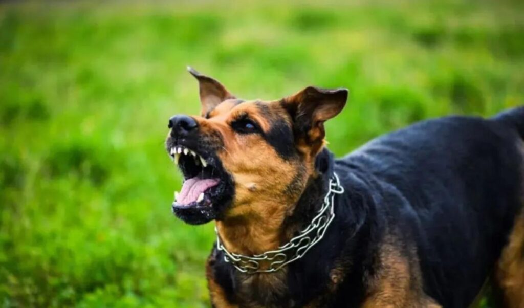Dog attacks postal worker in Thessaloniki, hospitalization required
