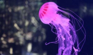 Purple jellyfish threat: Map reveals most dangerous areas