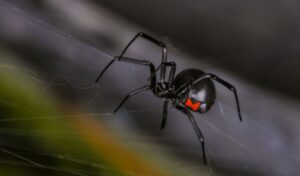 Black widow spider bites man in Greece – hospitalized but stable