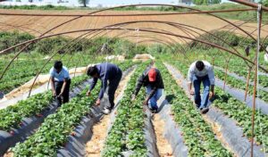 Greece to welcome 100,000+ foreign workers in 2026 amid labor shortage
