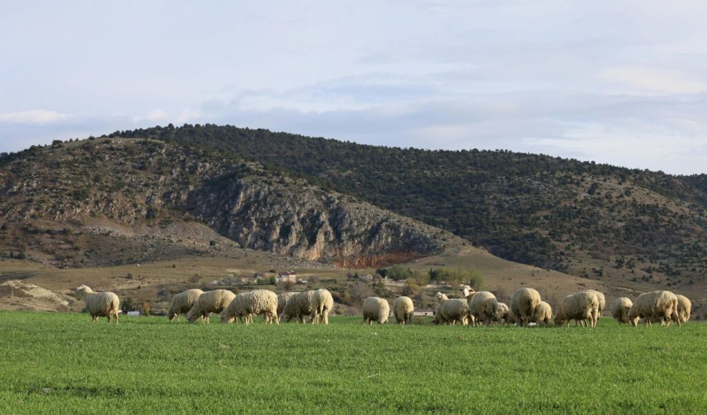 Sheep and goat pox outbreak: What livestock lockdown means