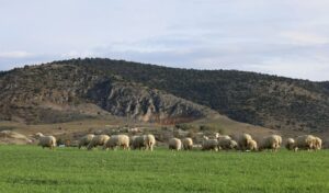 Sheep and goat pox outbreak: What livestock lockdown means