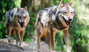 Wolf sighting in Halkidiki raises safety concerns – Regional authorities issue guidelines