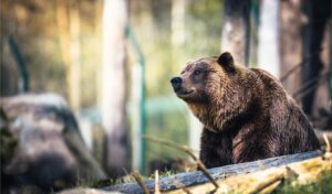 Bear attack on elderly man in Zagori sparks outrage from residents