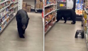 Bear invades Dollar General store in New Jersey, attacks elderly woman
