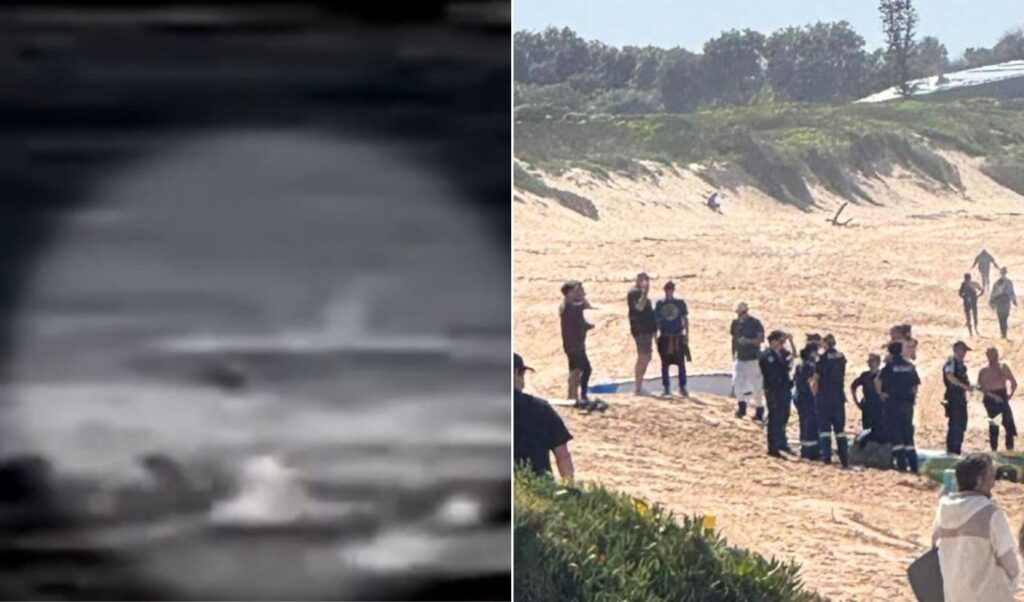 Australia shark attack: Greek-Australian surfer killed in Sydney