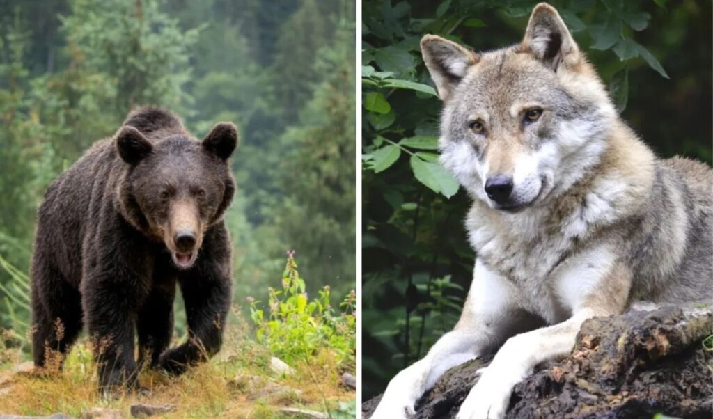 Halkidiki: Growing concerns over wolf and bear attacks – What to do if you encounter them