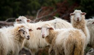 Sheep and goat pox: Satolias sounds alarm for livestock crisis
