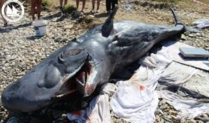 Young sperm whale found dead on Greek island shores sparks concern