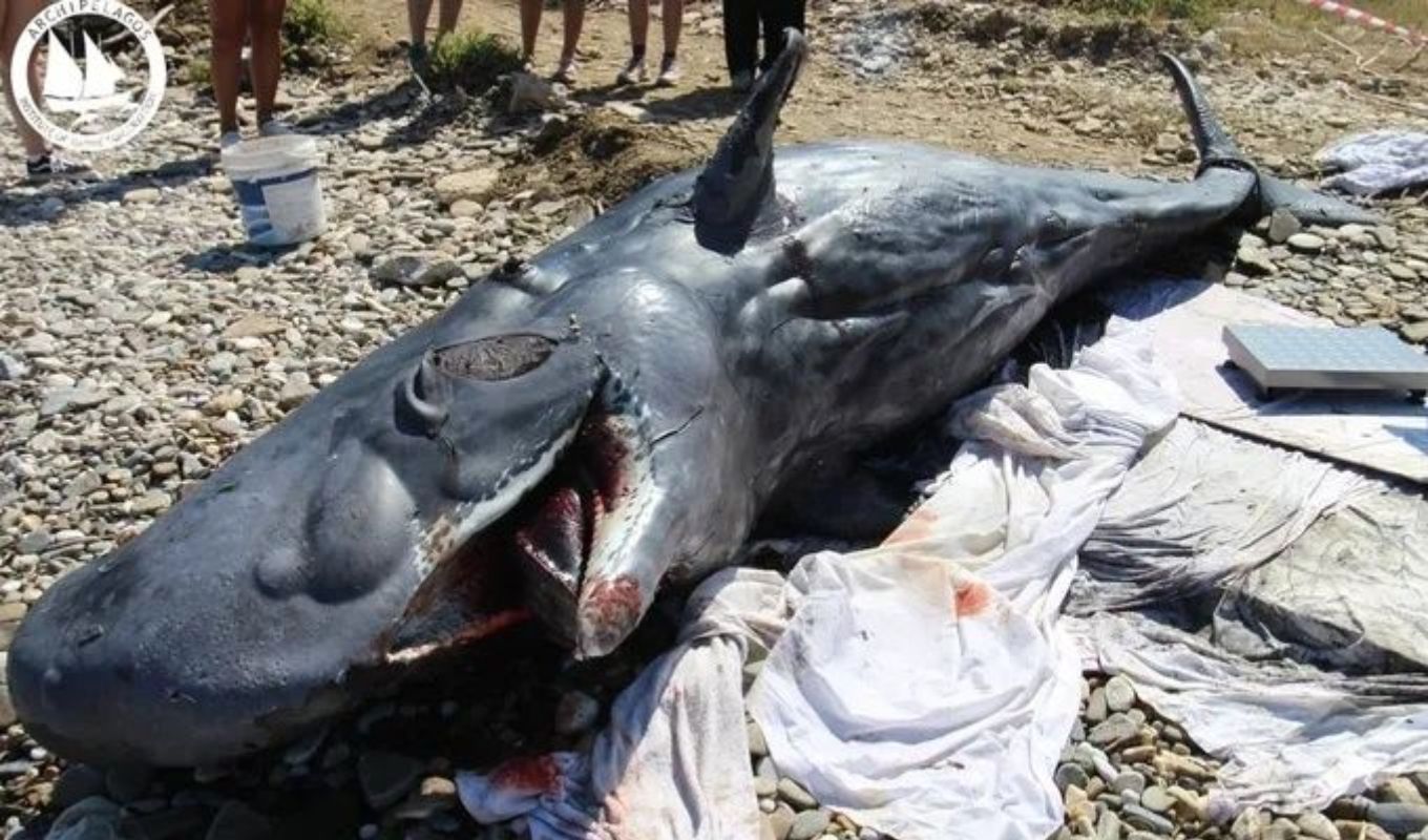 Young-sperm-whale-washed-ashore-dead-Samos