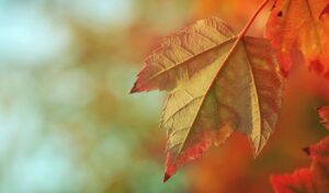 Autumn Equinox 2025: When is the official start of fall?