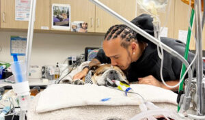 Lewis Hamilton heartbroken as beloved dog Roscoe in coma