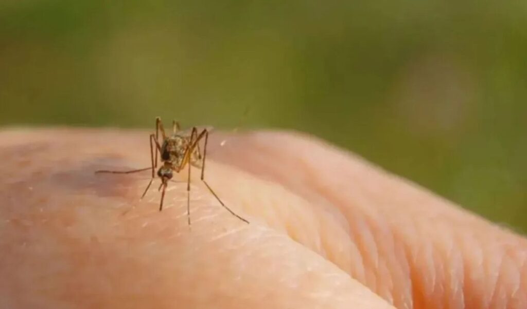 New serious West Nile virus case in Ilia – 50-year-old in Rio ICU