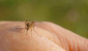 New serious West Nile virus case in Ilia – 50-year-old in Rio ICU