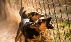 Shocking case in Greece: Man sentenced for chaining 14 dogs