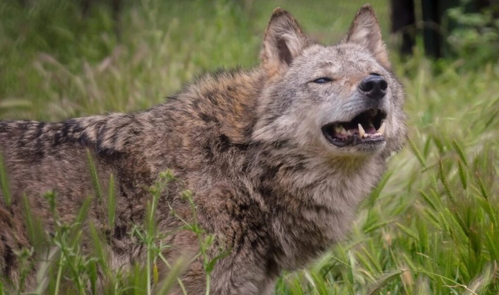 Halkidiki wolf attack: Drones deployed to find wolf that injured 5-year-old child