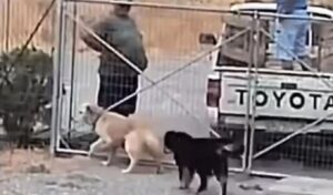 Shocking animal cruelty in Lemnos: Dogs thrown into shelter like trash bags