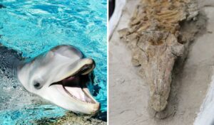 Peru: 12-million-year-old dolphin fossil discovered almost intact