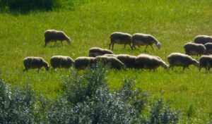 Sheep and goat pox outbreak: Emergency measures to halt spread