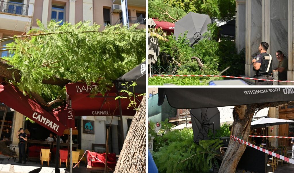 Tree falls at Agia Eirini square: “Second incident in three weeks”