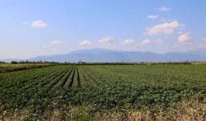 EU Commission warns Greece: Agricultural subsidies frozen if compliance framework not submitted by October 2