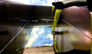 Olive oil: First official price announced for 2025 harvest