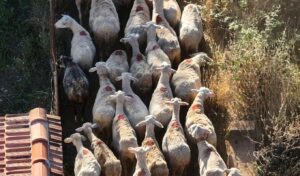 Sheep and goat pox: How to detect early signs in your animals