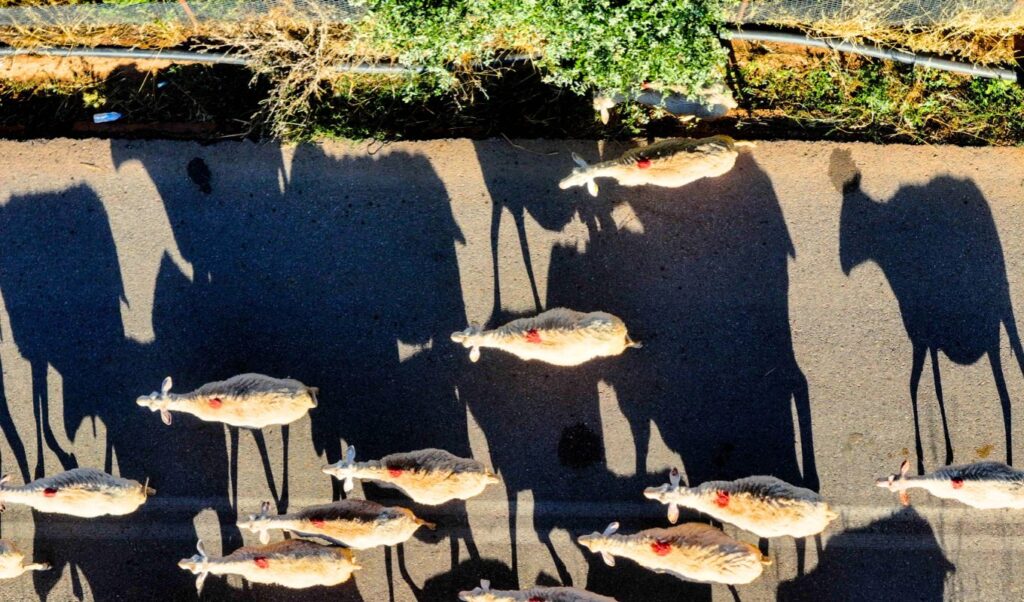 Greece’s triple strategy against sheep and goat pox outbreak