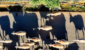 Greece’s triple strategy against sheep and goat pox outbreak