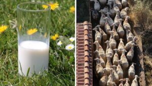 Greek dairy crisis threatens milk supply as animal disease spreads