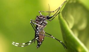 West Nile virus: 4 new cases and 1 death in the last week
