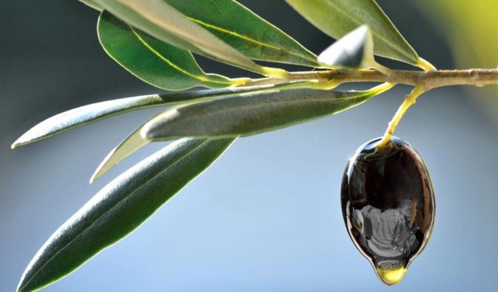 How much olive oil does a family consume yearly and what will it cost in 2025?