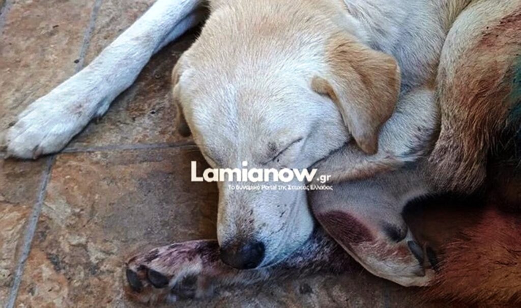 Shocking animal cruelty in Greece: Dog shot dozens of times