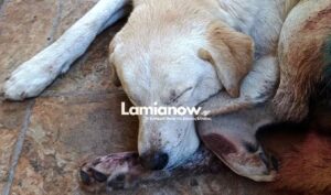 Shocking animal cruelty in Greece: Dog shot dozens of times