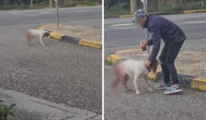 Shocking animal abuse case in Greece: Dog brutally assaulted