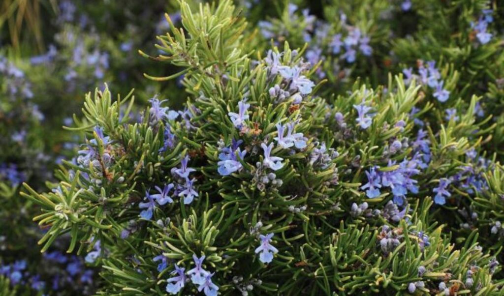 Unbelievable: Pensioner arrested for cutting rosemary sprig at hospital