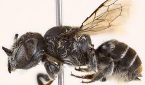 New bee species with microscopic “horns” named after Netflix series
