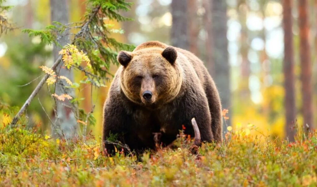 Shocking brutality in Drama: Bear shot and beheaded by unknown perpetrators