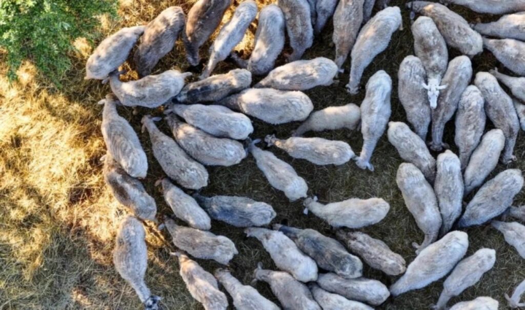 Sheep and goat plague exceeds 75,000 deaths in October