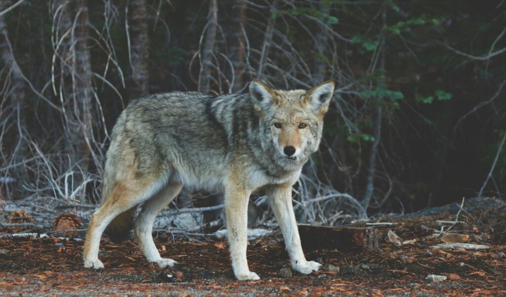 Wolf spotted roaming Athens suburbs sparks safety alert