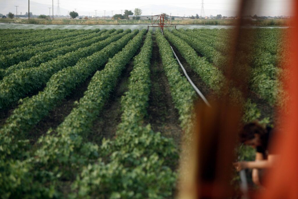 Investigation uncovers thousands of lottery winnings in Greek agricultural subsidy scandal