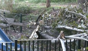Tree falls on playground in Athens suburb – Tragedy avoided by miracle