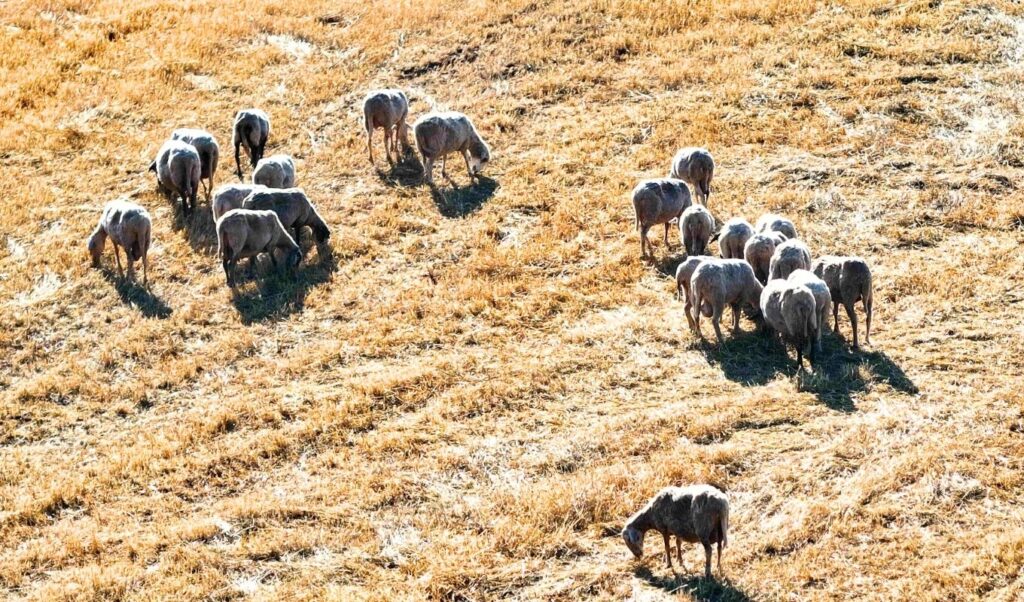 Sheep and goat pox: 7 responses to inaccurate vaccination claims