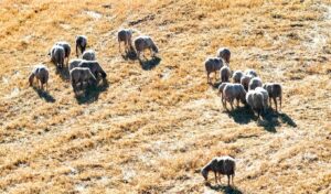 Sheep and goat pox: 7 responses to inaccurate vaccination claims