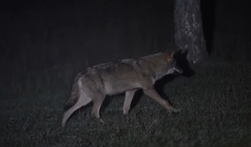 Thessaloniki: Pack of five wolves spotted in Panorama and Thermi searching for food, warns environmental group