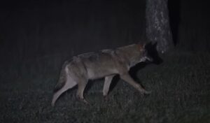 Thessaloniki: Pack of five wolves spotted in Panorama and Thermi searching for food, warns environmental group