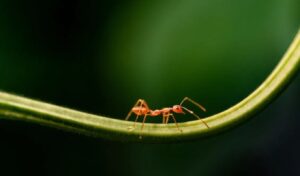 These famous companies have started using insects in their products